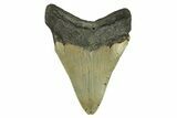 Serrated, Fossil Megalodon Tooth - North Carolina #295368-1